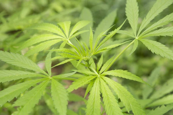 Jovem planta cannabis marijuana planta detalhe — Fotografia de Stock