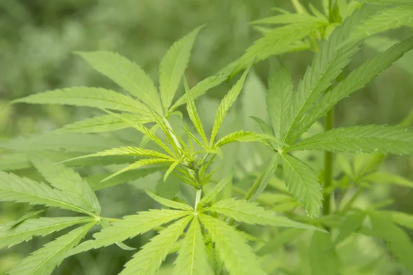 Unga cannabis växten marijuana växt detalj — Stockfoto