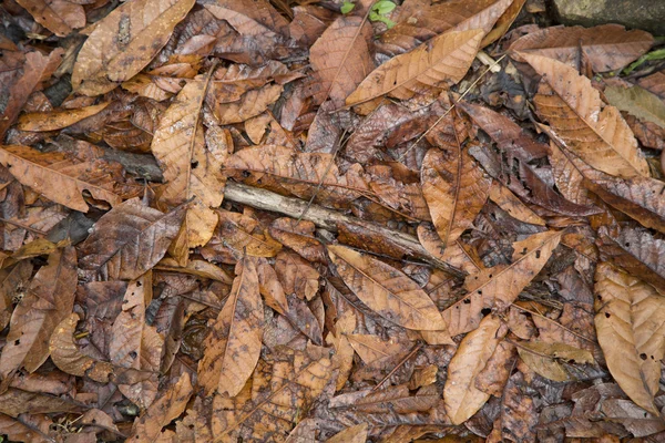 Trockene Blätter des Waldes — Stockfoto