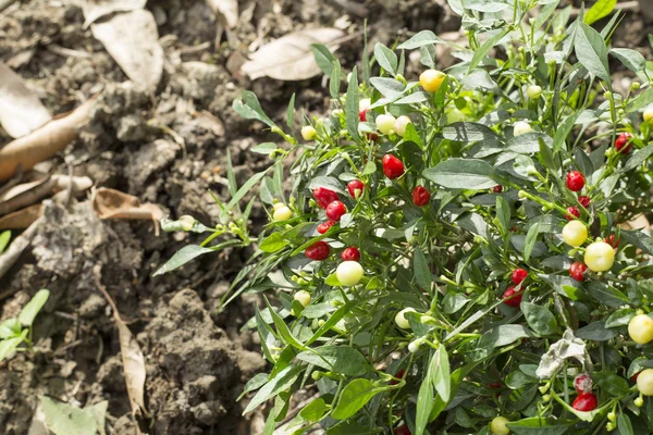 Planta de chile rojo picante en los jardines — Foto de Stock