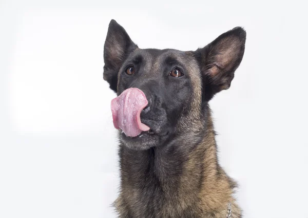 Belgiske Malinois på hvid baggrund - Stock-foto