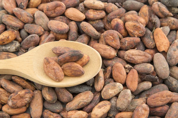 Tahta masada kakao çekirdeği.