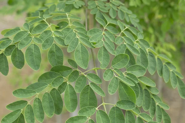 Moringa levelek a növény — Stock Fotó