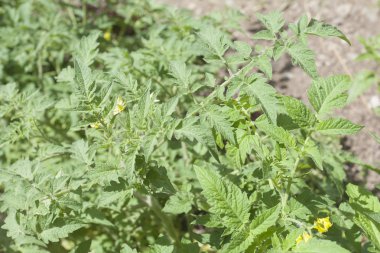 Domates bitkileri - tarım kavramı.