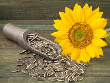 Zengin ve besleyici Ayçekirdeği