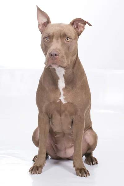 Pitbull cão de pé sobre fundo branco — Fotografia de Stock