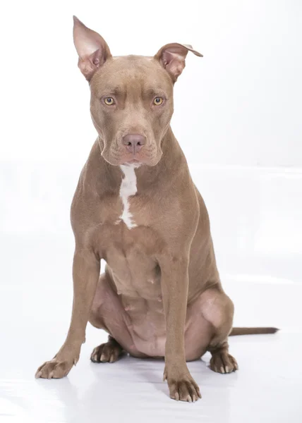 Pitbull Dog steht auf weißem Hintergrund — Stockfoto