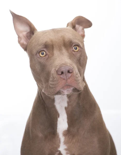 Pitbull cão de pé sobre fundo branco — Fotografia de Stock