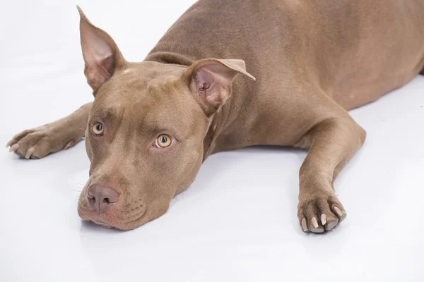 Pitbull Dog auf dem Boden auf weißem Hintergrund — Stockfoto