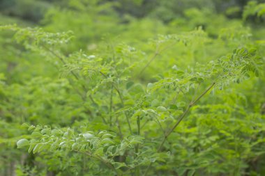 Moringa bitkiler - Moringa oleifera