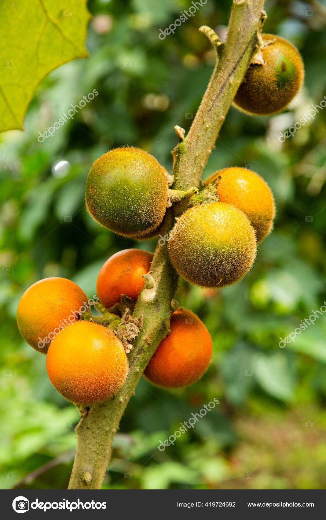 Solanum Quitoense Fruta Árbol Lulo Fruta Orgánica: fotografía de stock