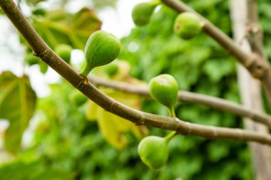Ficus carica - Yaygın incir, yeşil ağaç, doğa geçmişi