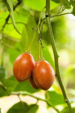 Solanum betaceum - Ağaçtaki organik tamarillo meyvesi