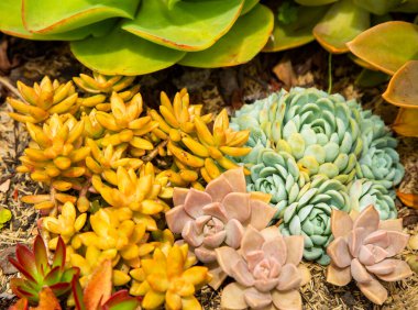 Güzel bahçedeki sulu bitkiler