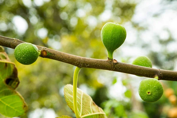 Rama Higo Con Frutos Verdes Ficus Carica — Foto de Stock