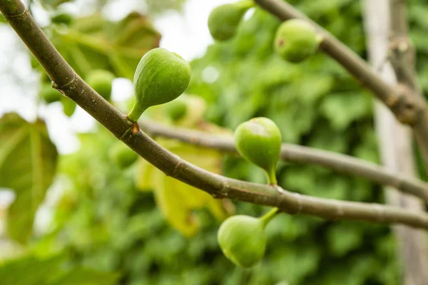 Ficus Carica Higo Común Árbol Verde Fondo Natural — Foto de Stock