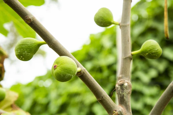 Ficus Carica Cabang Ara Dengan Buah Hijau — Stok Foto