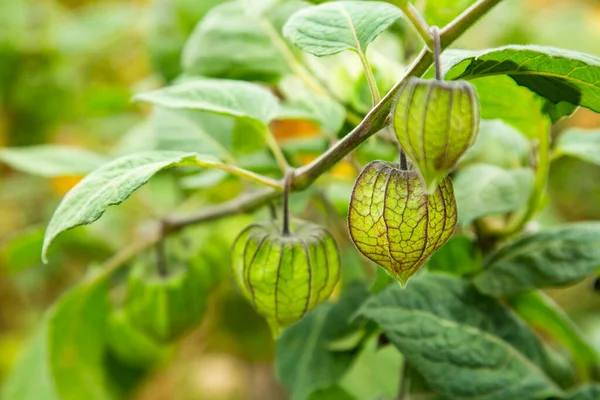 Taze Bektaşi Burnu Physalis Peruviana — Stok fotoğraf