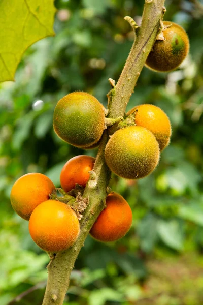 Solanum Quitoense Fruit Tree Lulo Organic Fruit — Stok Foto