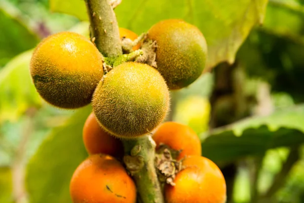 Naranjilla Fruta Tropical Árbol Solanum Quitoense — Foto de Stock