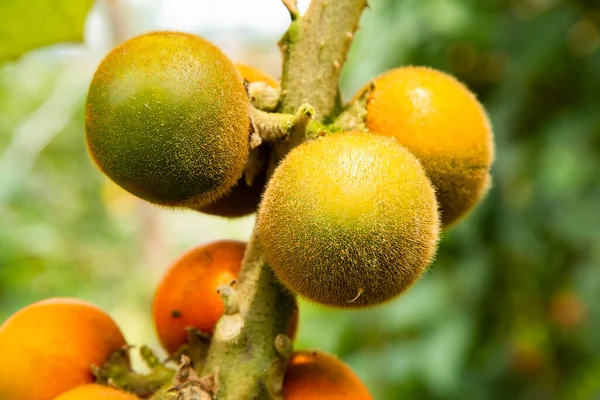 Solanum Quitoense Lulo Organic Fruit Tree — Stok Foto