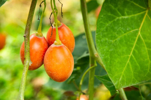 Fruta Solanum Betaceum Árbol Fruta Orgánica Tamarillo — Foto de Stock