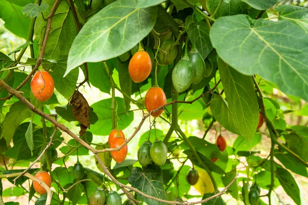 Tamarillo Fruta Tropical Árbol Solanum Betaceum — Foto de Stock