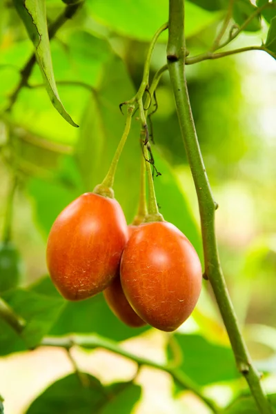 Solanum Betaceum Organic Tamarillo Fruit Tree — Stock Photo, Image