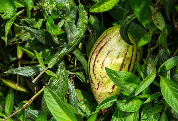 Pepino Dulce Melón Pera Solanum Muricatum — Foto de Stock