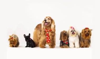 Cocker Spaniel, Yorkshire Terrier, Shih Tzu ve Fransız Bulldog.