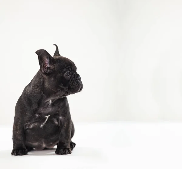 Svart Fransk Bulldog Valp Vit Bakgrund — Stockfoto