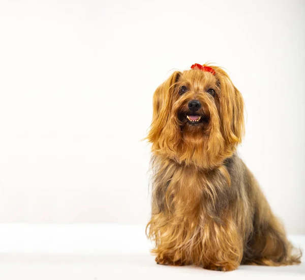 Dorosły Yorkshire Terrier Dog Head Białe Tło — Zdjęcie stockowe