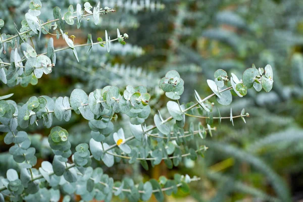 Eucalyptus Plante Bébé Bleu Eucalyptus Petit Garçon Bleu — Photo