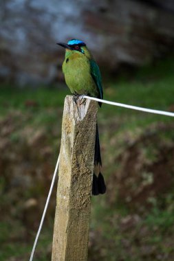 And motmot - Momotus aequatorialis, Kolombiya ormanında