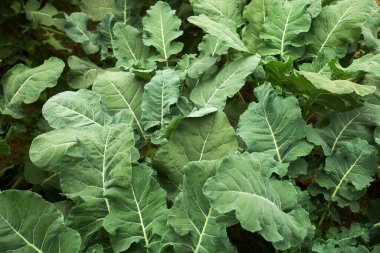 Brokoli yaprakları endüstriyel serada yetişiyor