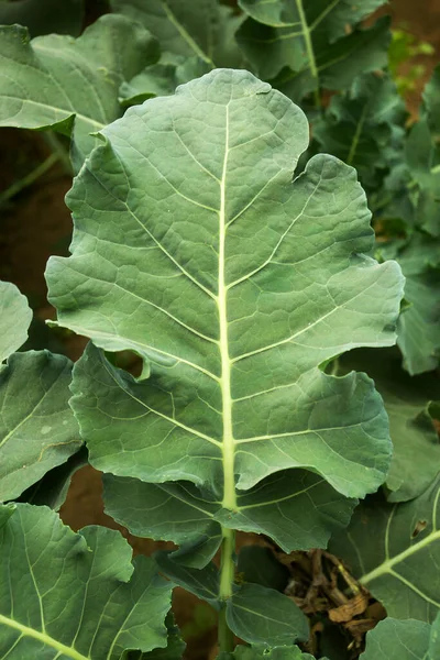 Broccoli Leaves Growing Industrial Greenhouse — Stock Photo, Image
