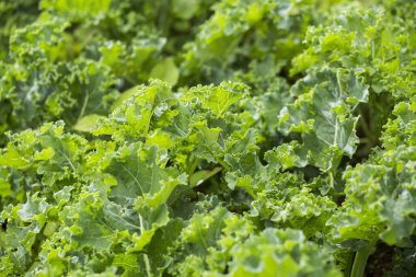 Yeşil kıvırcık lahana yaprakları serada yetişiyor.