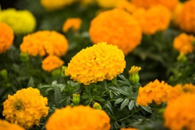 Tagetes erecta - Bahçede güzel kadife çiçekleri