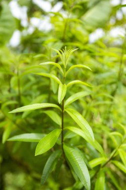 Aloysia citrodora - Limon verbena aromatik yeşillik