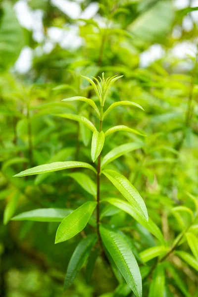 Aloysia citrodora - Limon verbena aromatik yeşillik
