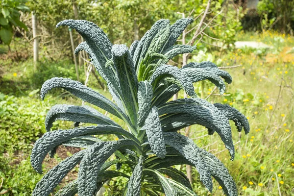 Lacinato kale - called cavolo nero, literally black cabbage, It is also known as Tuscan kale, Tuscan cabbage, Italian kale, dinosaur kale, black