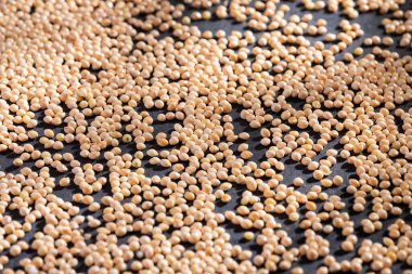 Organik beyaz darı tohumları - Panik miliasyum