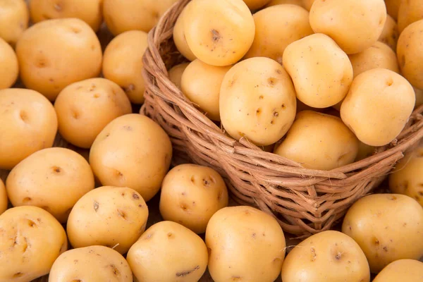 Solanum Phureja Organic Yellow Creole Potato — Stock Photo, Image