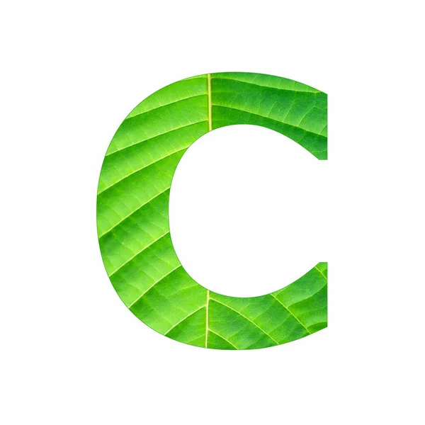 アルファベット文字C 緑の葉植物の背景 — ストック写真