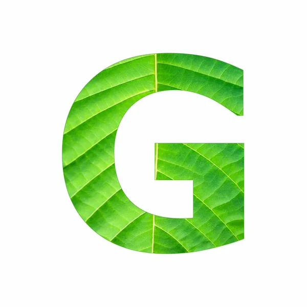 アルファベット文字G 緑の葉植物の背景 — ストック写真