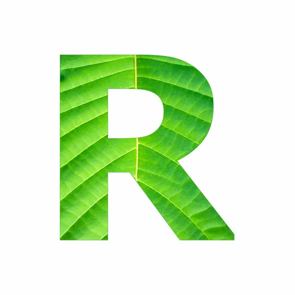 アルファベット文字R 緑の葉植物の背景 — ストック写真