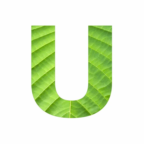 大文字アルファベットU トロピカルグリーンの葉のテクスチャ — ストック写真
