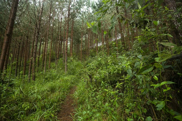 Paisagem Colombiana Floresta Pinus Patula Com Nevoeiro — Fotografia de Stock