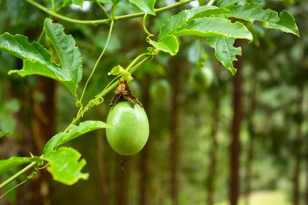 Fruto Gulupa Planta Passiflora Pinnatistipula — Foto de Stock