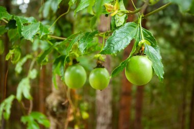 Passiflora pinnatistipula - Bitkinin üzerindeki gulupanın meyvesi